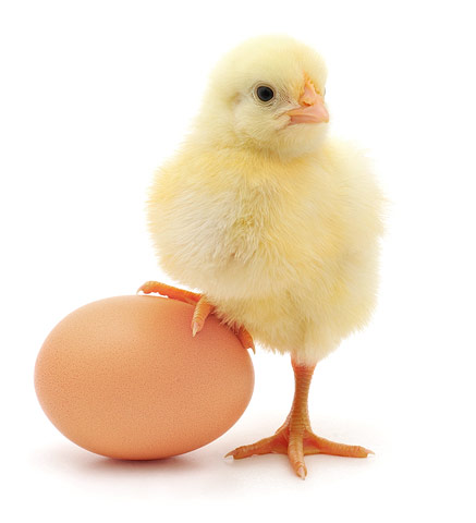 oeufs